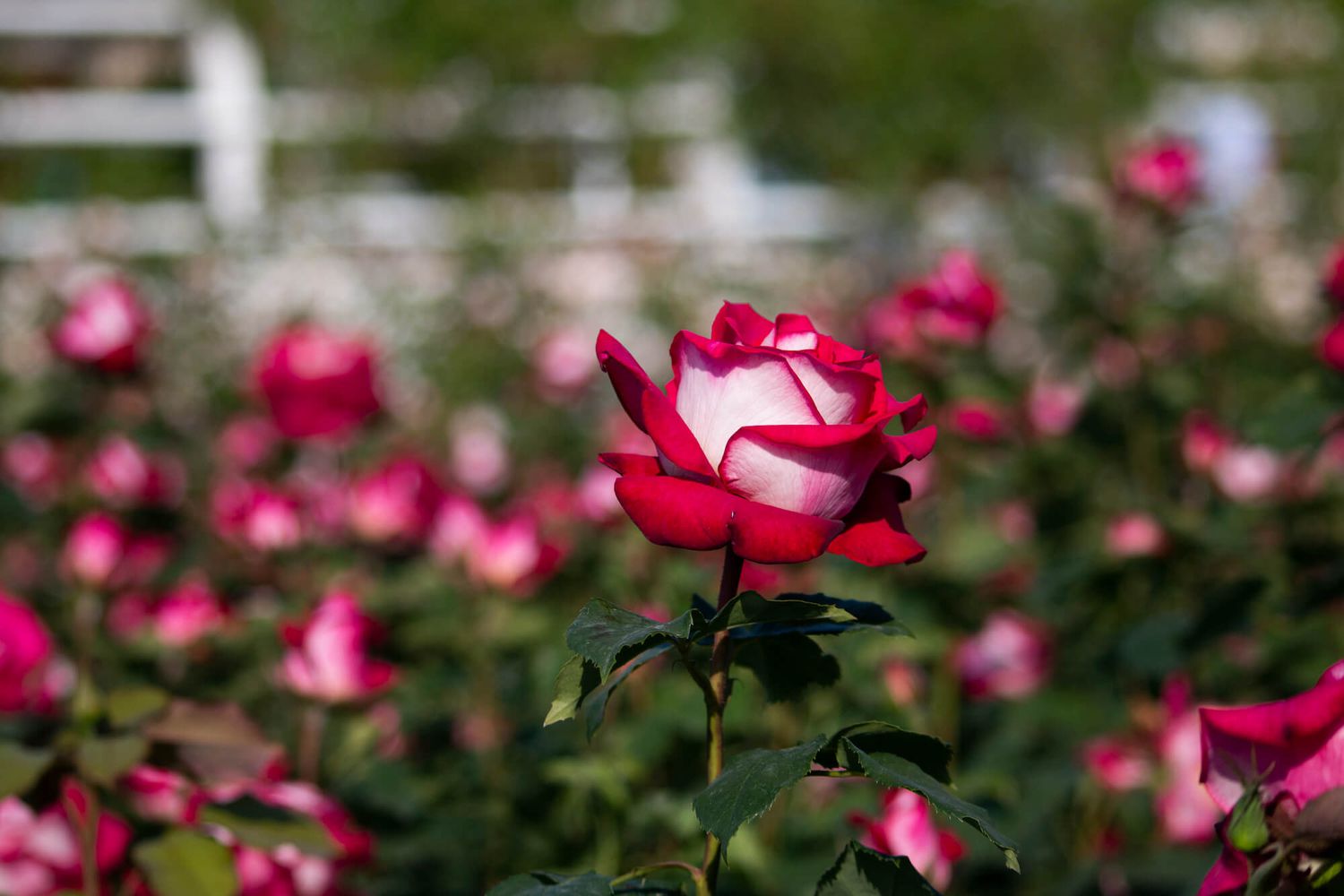 How to grow and care for osiria roses hybrid tea rose