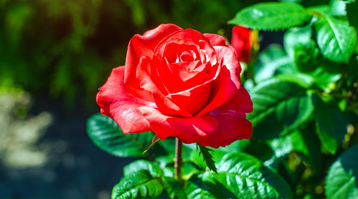 Different types of beautiful red rose varieties