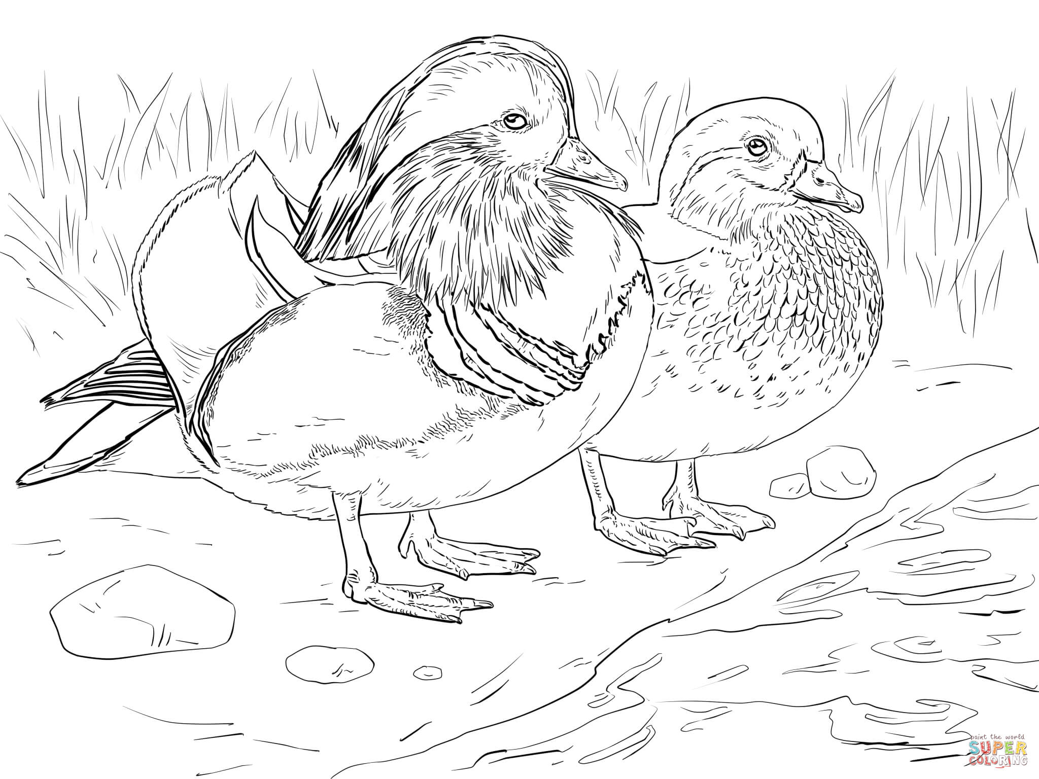 Male and female mandarin duck coloring page free printable coloring pages