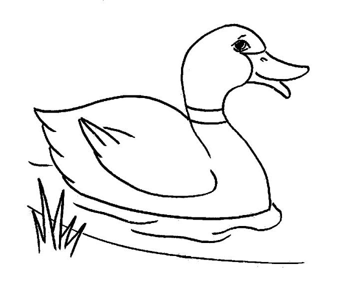 Duck shape s crafts and colouring pages