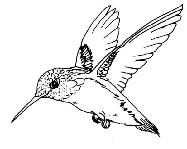 Ruby throated hummingbird bird coloring page color luna hummingbird drawing bird coloring pages bird drawings