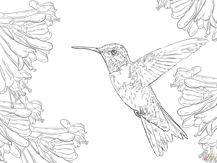 Realistic ruby throated hummingbird pãginas para colorear pãginas para colorear de animales pãginas para colorear para imprimir gratis