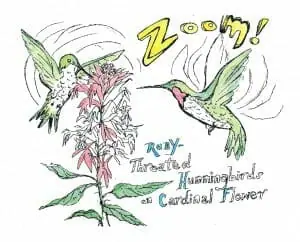 Ruby throated hummingbird coloring page