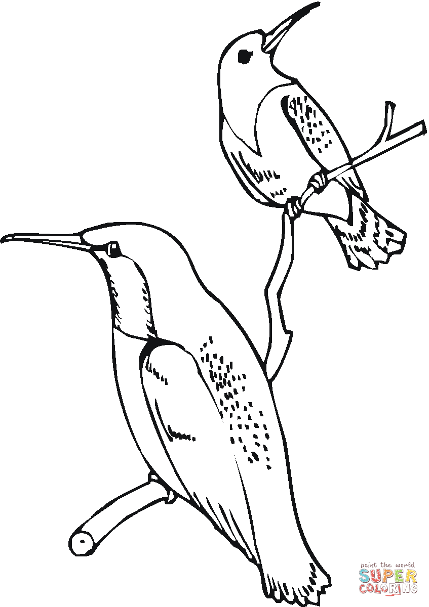 Ruby throated hummingbirds coloring page free printable coloring pages