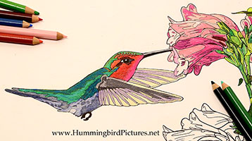 Hummingbird coloring pages