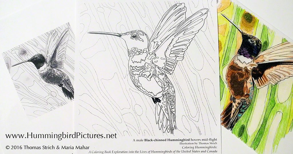 Hummingbird coloring pages