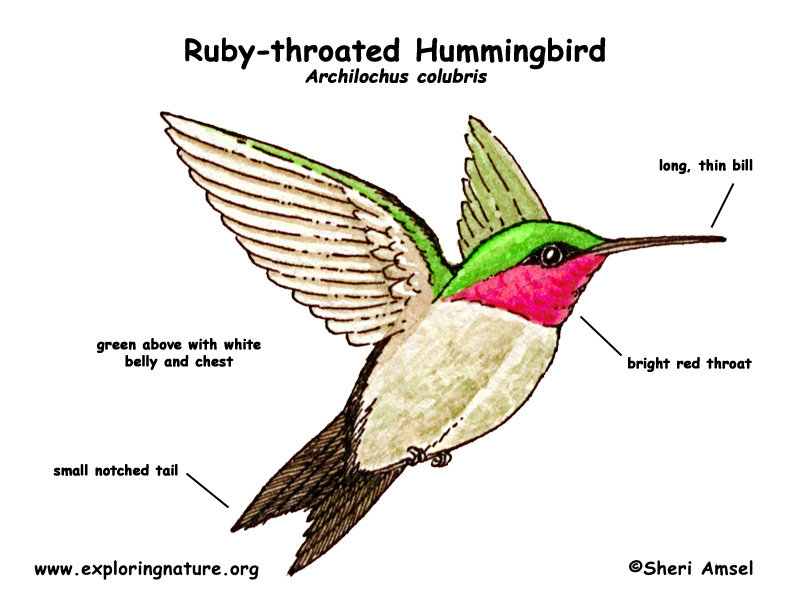 Hummingbird ruby