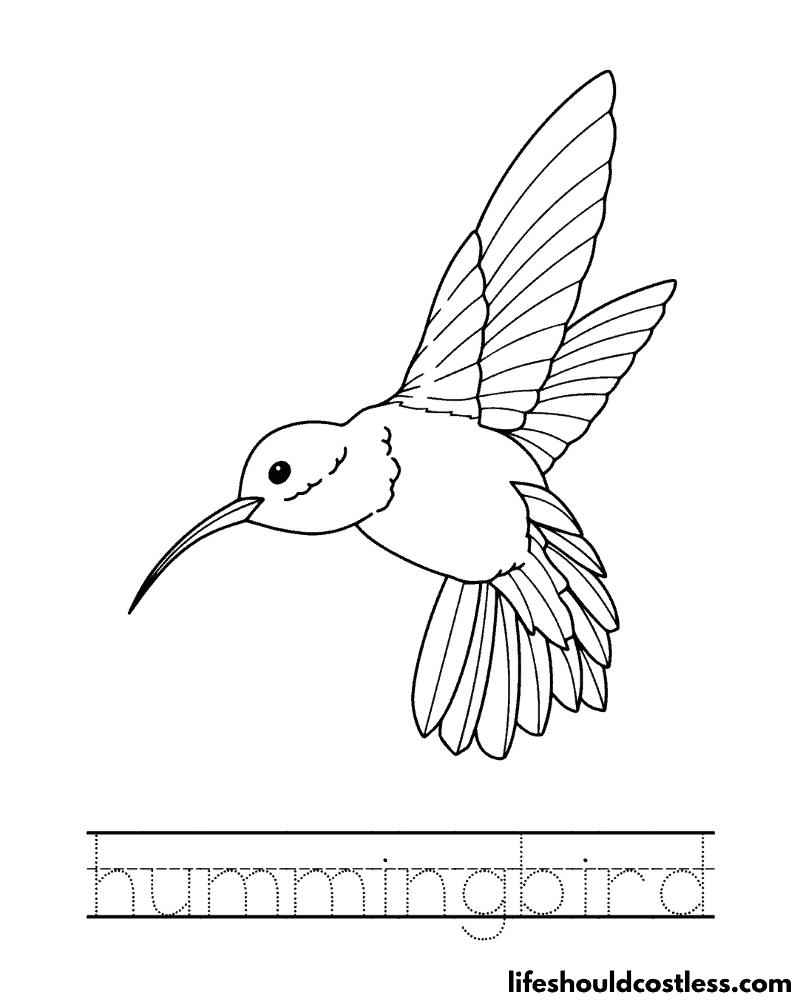 Hummingbird coloring pages free printable pdf templates