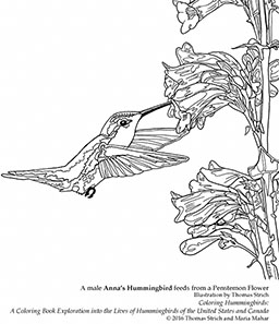 Hummingbird coloring pages