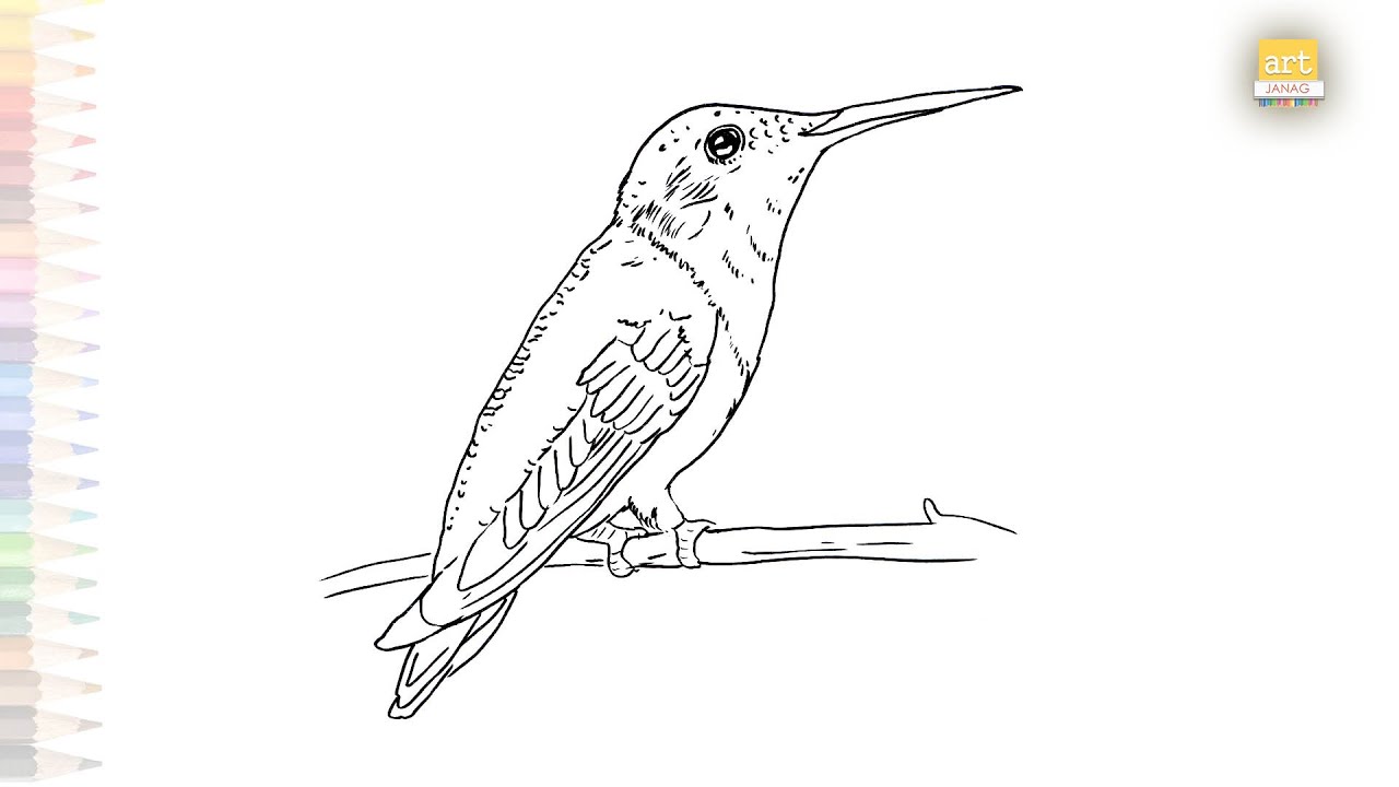 Ruby throated huingbird drawing huingbird drawing videos how to draw ruby throated huingbird