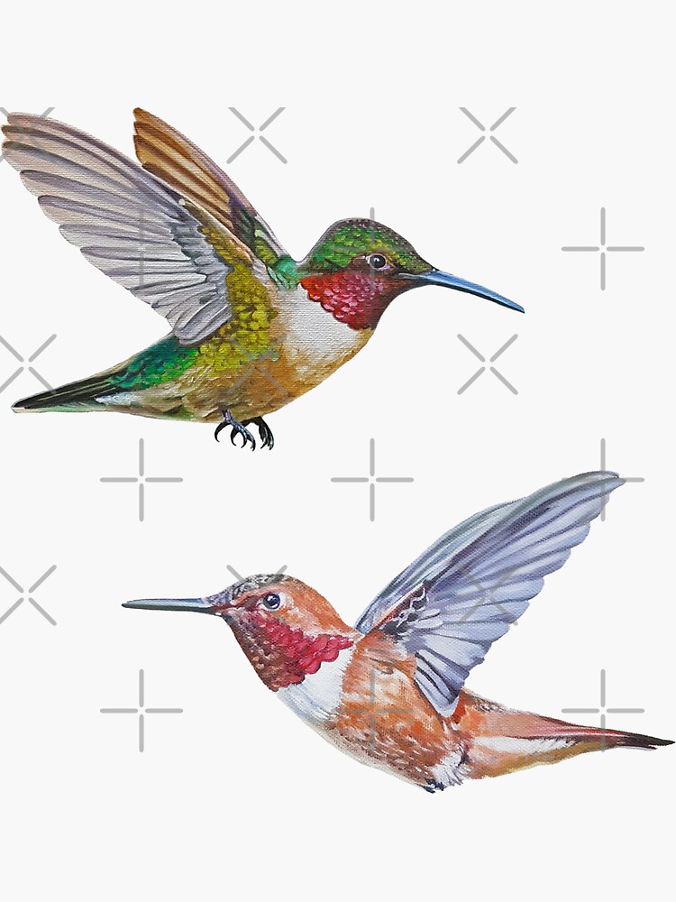 Hummingbirds set rufous ruby throated sticker for sale by emily bickell