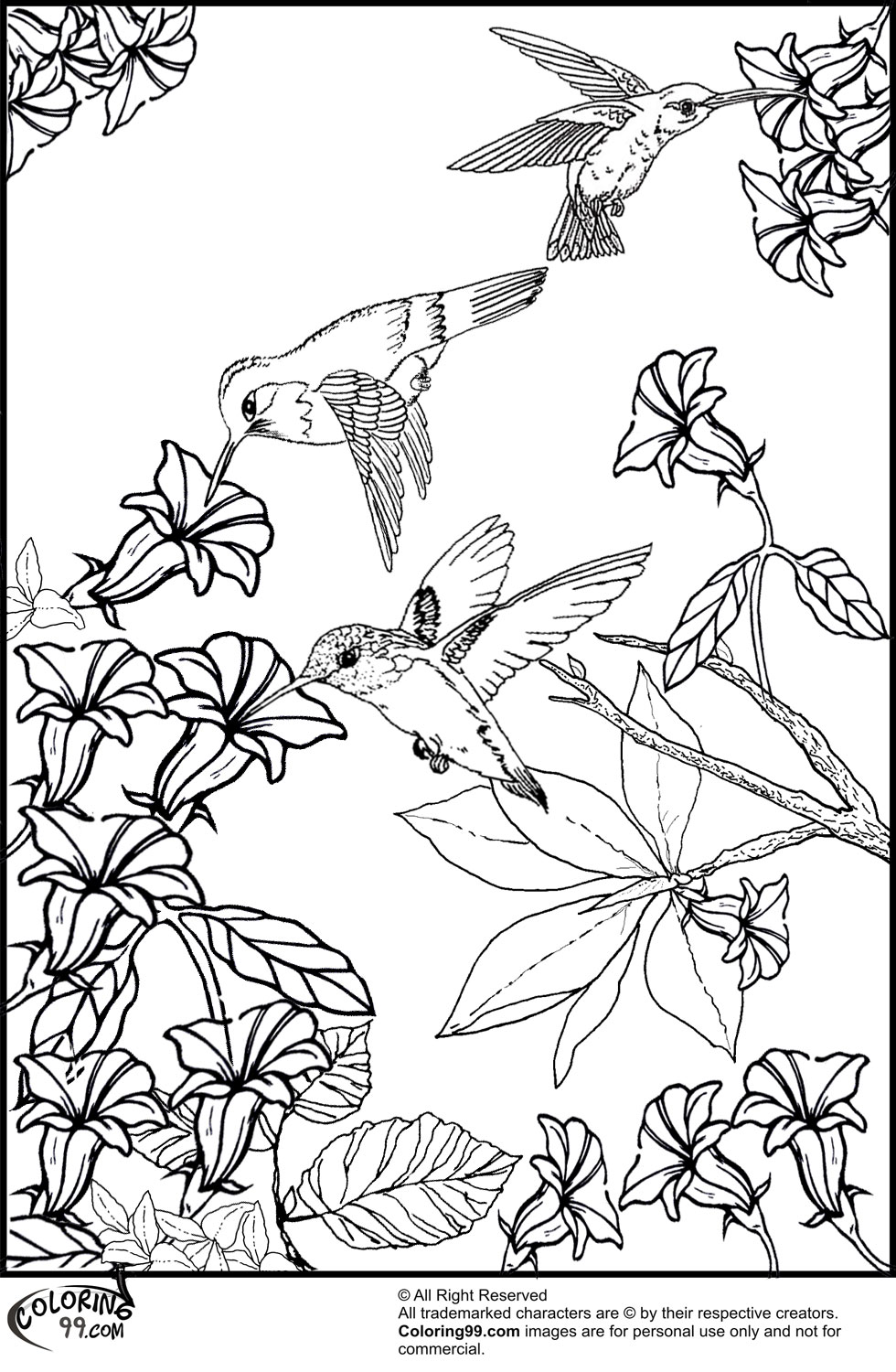 Hummingbird coloring pages team colors