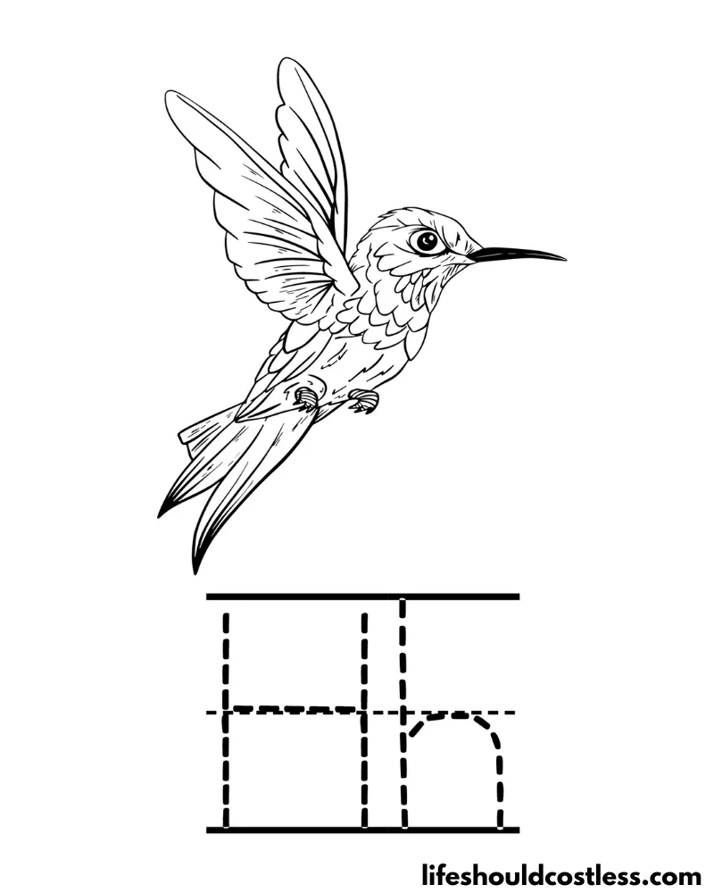 Hummingbird coloring pages free printable pdf templates