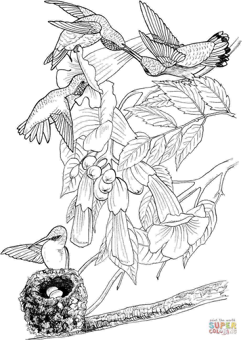 Ruby throated hummingbird coloring page free printable coloring pages