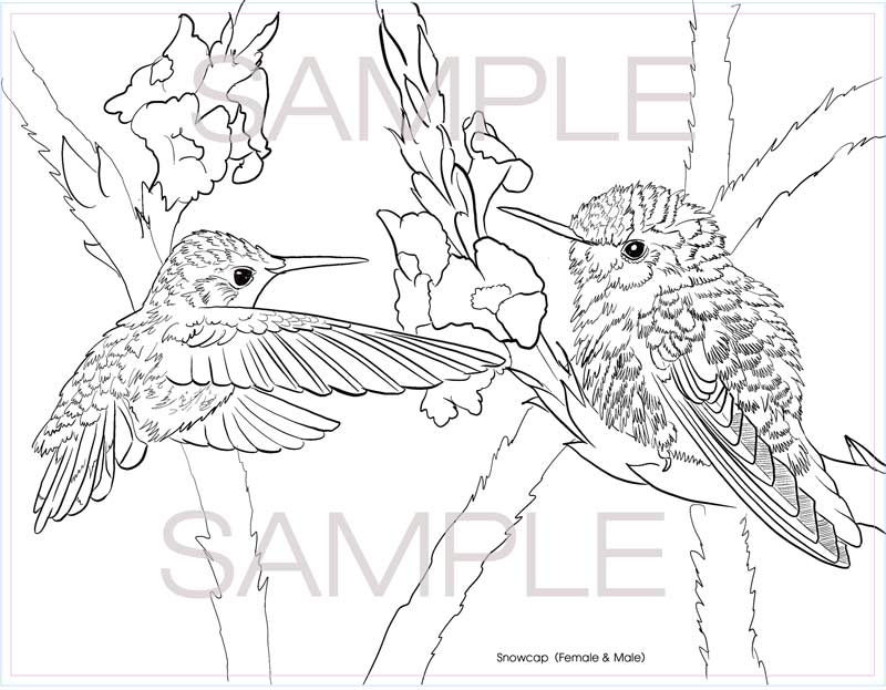 The hummingbirds of costa rica coloring book by chuck watkins