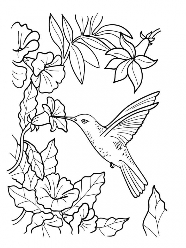 Free printable hummingbird coloring pages