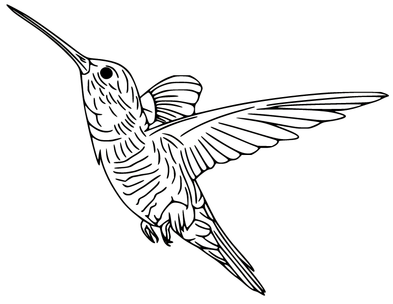 Hummingbird coloring pages printable for free download