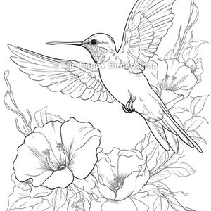 Hummingbird coloring