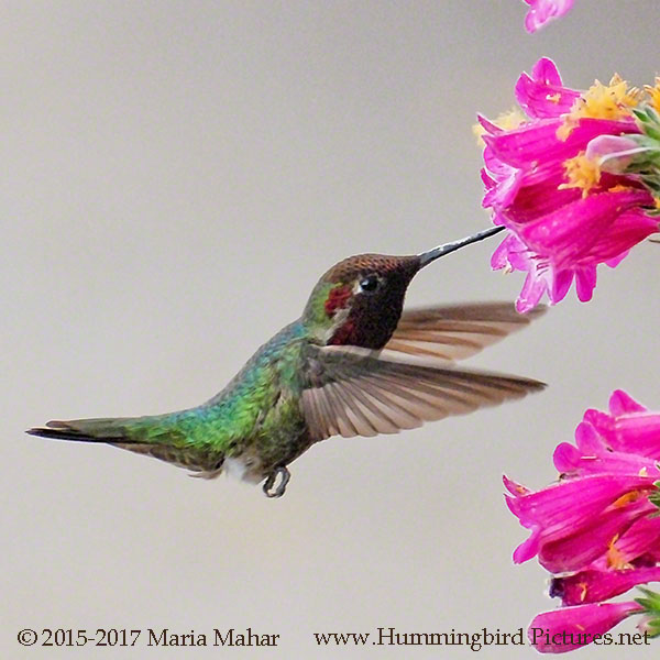 Compare your hummingbird coloring pages to the original photos