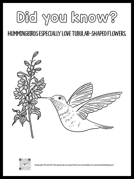 Educational hummingbird coloring pages with fun facts â the art kit