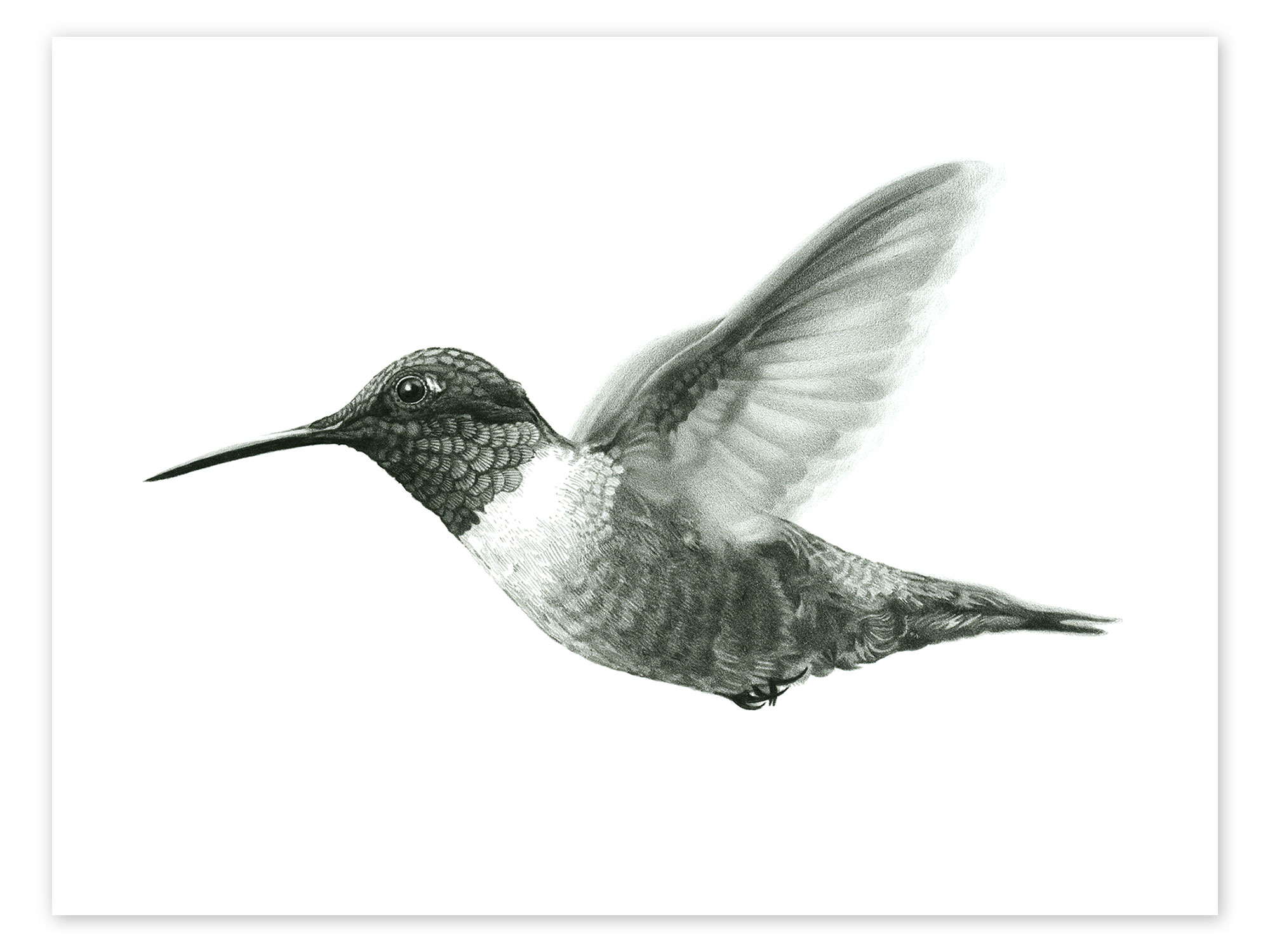 Ruby throated hummingbird sketch print by ashley verkamp