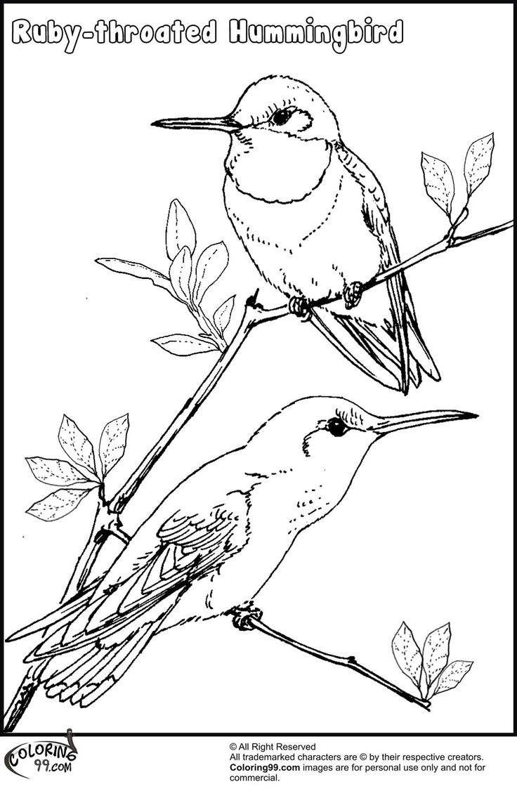 Hummingbird coloring pages coloring pages cartoon coloring pages hummingbird colors