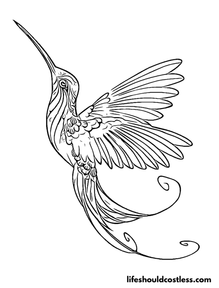 Hummingbird coloring pages free printable pdf templates