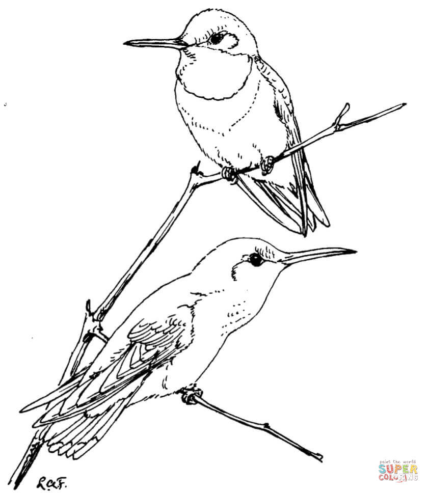 Two ruby throated hummingbirds coloring page free printable coloring pages