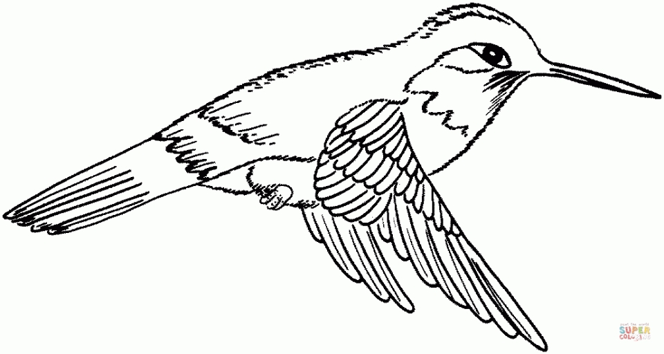 Free printable hummingbird coloring pages