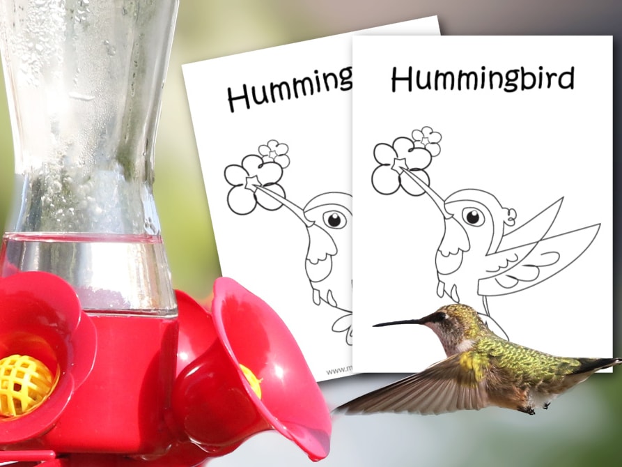 Free printable hummingbird coloring page for kids