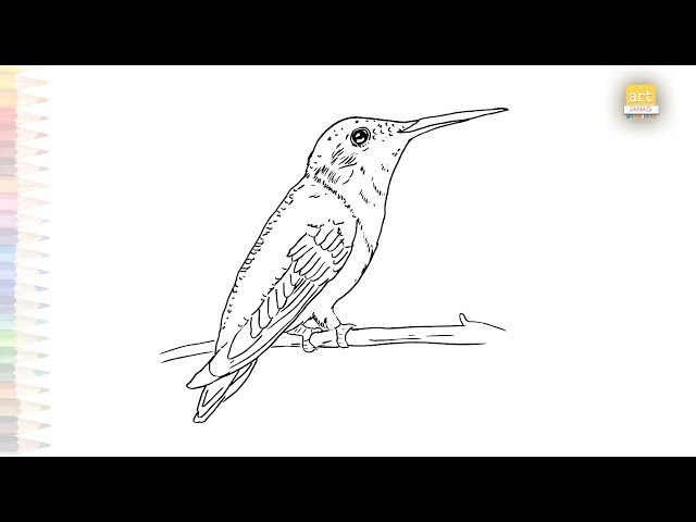 Ruby throated huingbird drawing huingbird drawing videos how to draw ruby throated huingbird