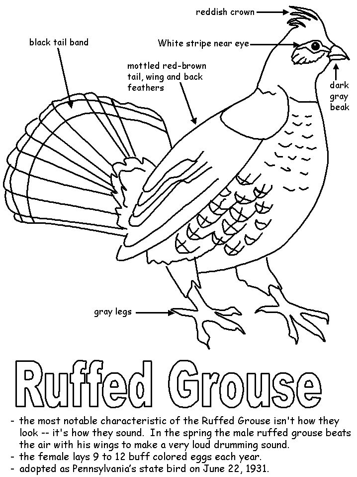 Ruffed grouse with labels pennsylvania history homeschool preschool activities homeschool history