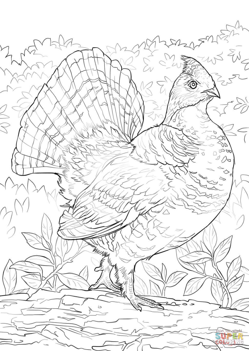 Ruffed grouse coloring page free printable coloring pages bird coloring pages animal coloring pages coloring pages