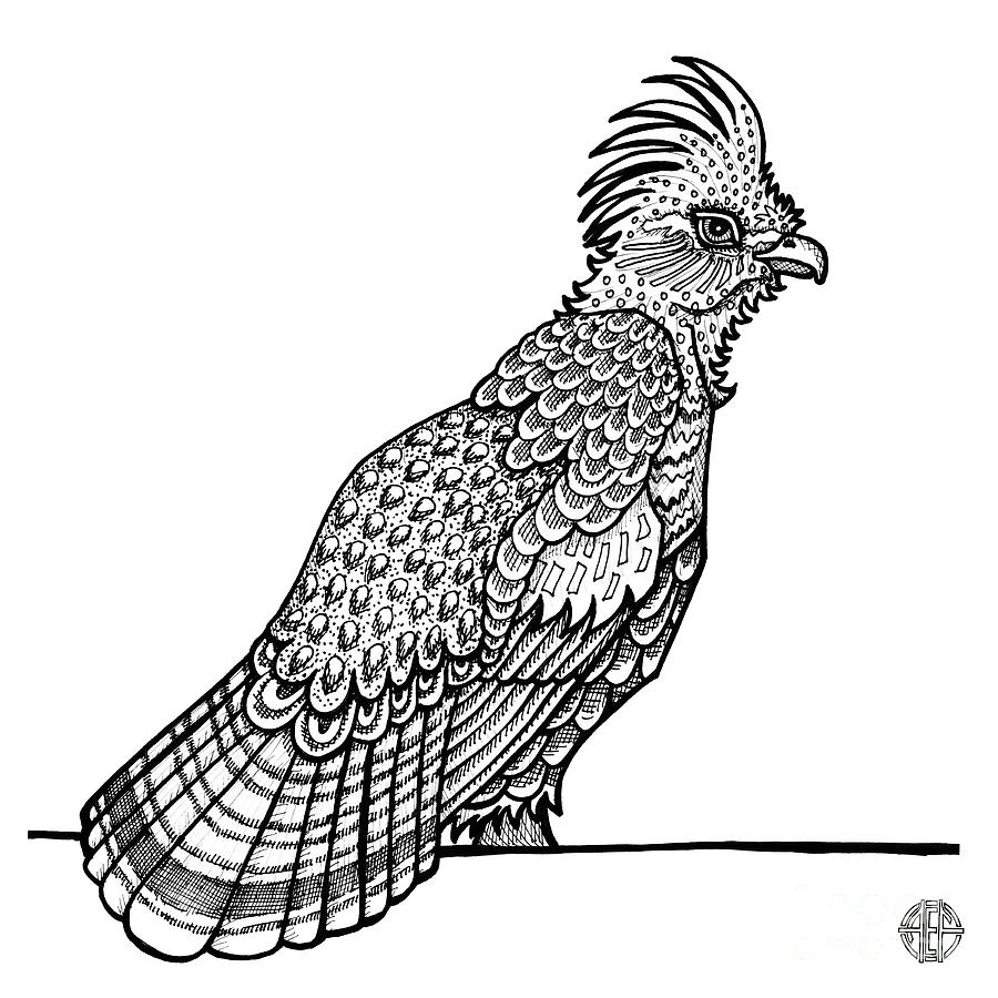 Ruffed grouse drawing by amy e fraser