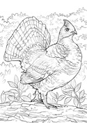 Grouse coloring pages free coloring pages