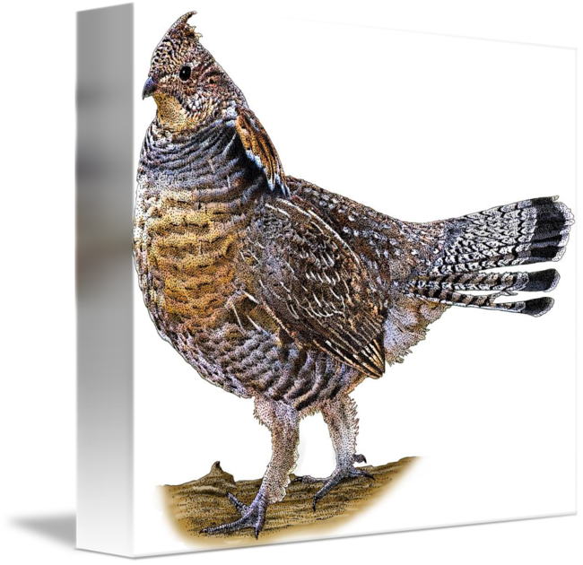 Ruffed grouse by roger hall