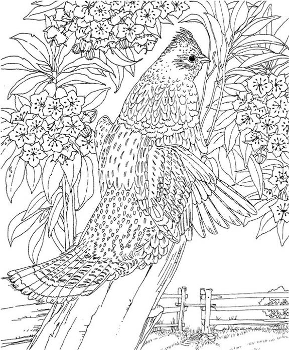 Pennsylvania ruffed grouse coloring page purple kitty