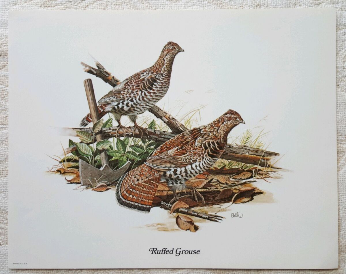 Don balke ruffed grouse game bird x vintage fine art print