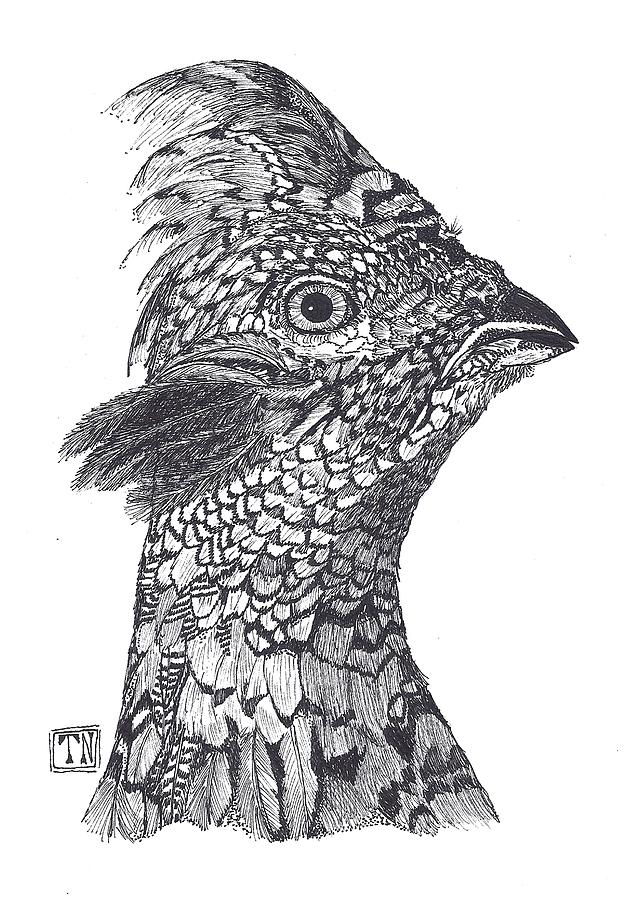 Ruffed grouse head study drawing by tony nelson