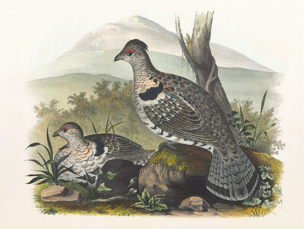 Artic ruffed grouse by daniel giraud elliot