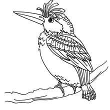 Bird coloring pages