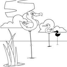 Flamingo coloring pages