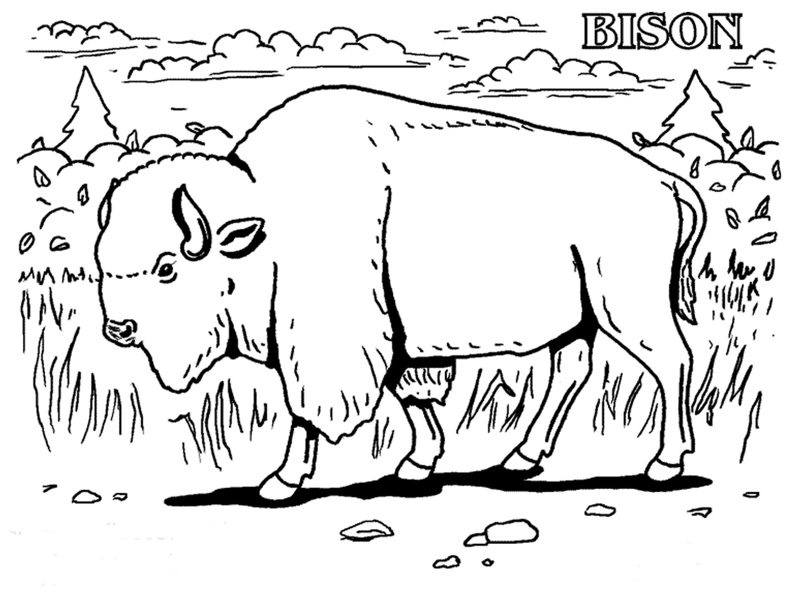 Free printable bison coloring pages for kids