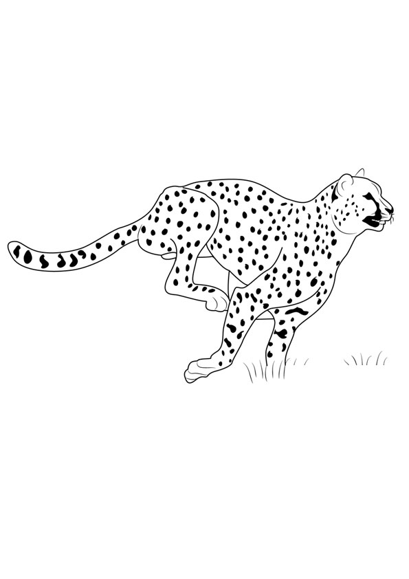 Coloring pages running cheetah coloring pages