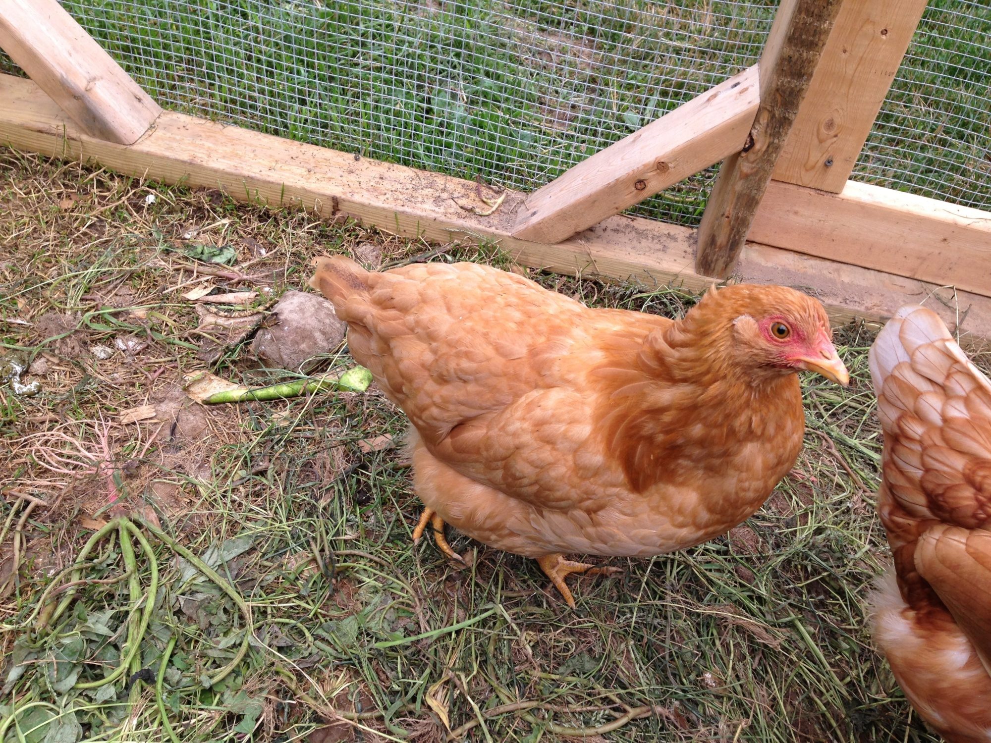 A runt chicken backyard chickens