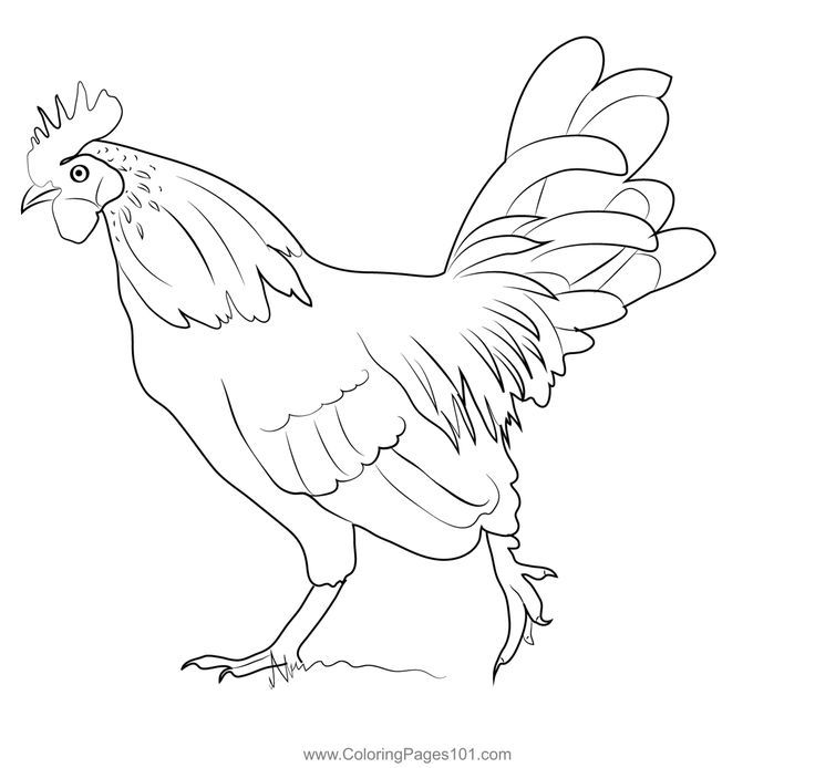 Run chicken coloring page chicken coloring pages chicken coloring chicken pictures