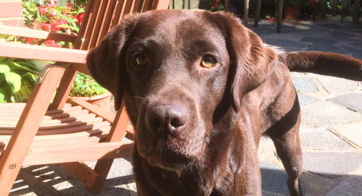 Chocolate lab