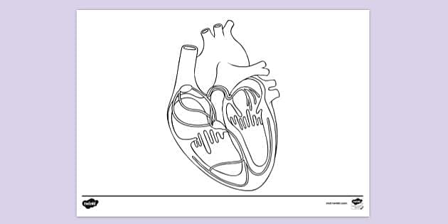 Human heart louring page
