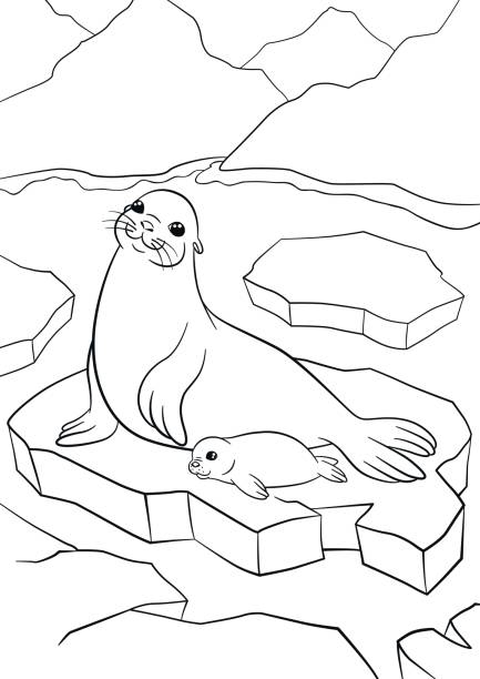 Coloring pages mother seal with her little cute baby stock illustration