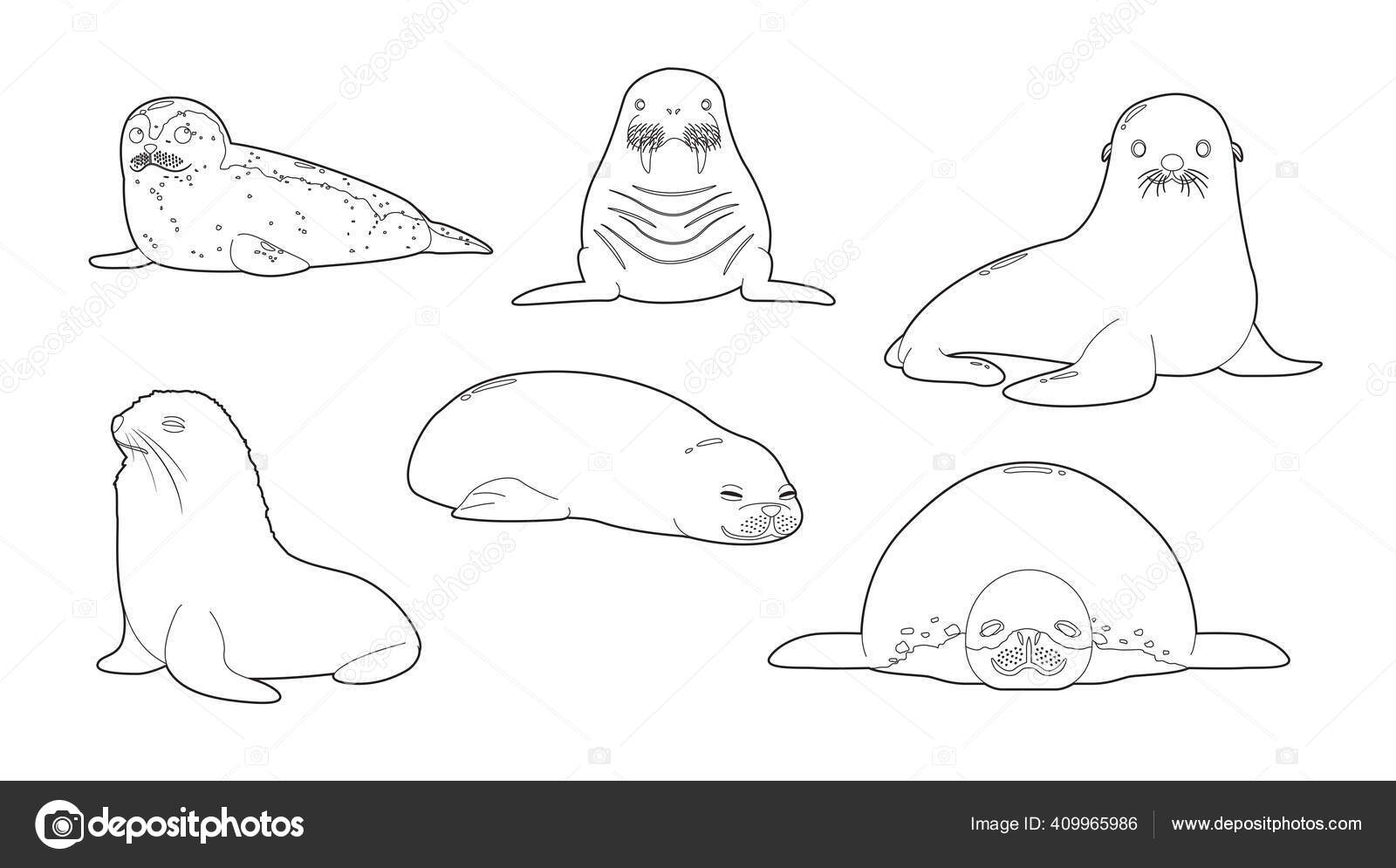 Various seal sea lion cartoon vector coloring book stock vector by punnawich